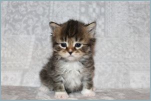 Male Siberian Kitten from Deedlebug Siberians